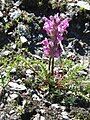 Pedicularis rosea subsp. allionii