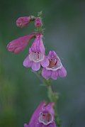 Flowers of Penstemon clutei