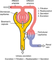 Physiology of Nephron