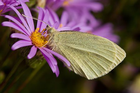 Pieris rapae, by JJ Harrison