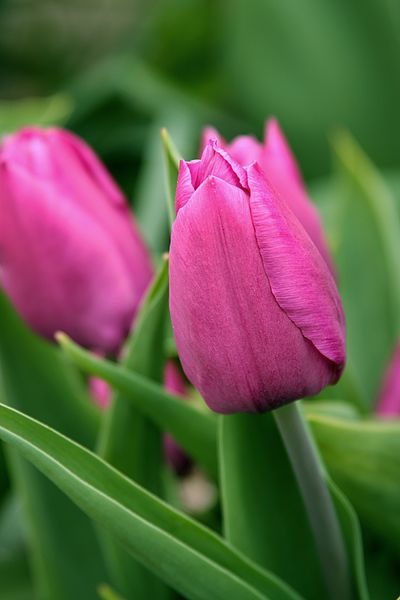 File:Pink Tulip.jpg