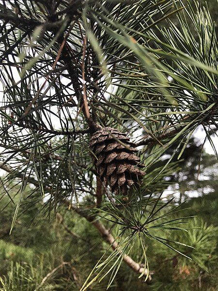 File:Pinus glabra 6039065.jpg