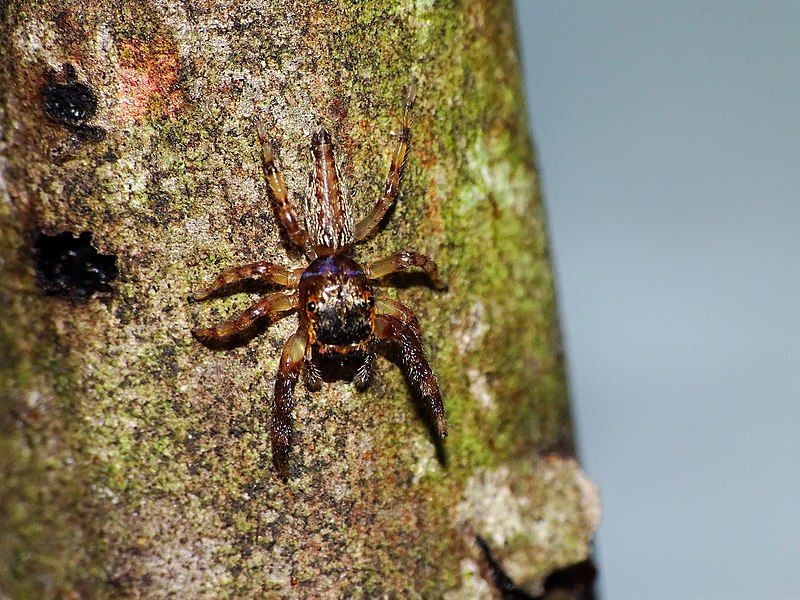 File:Piranthus sp..jpg