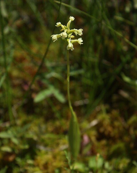 File:Platanthera clavellata 001.jpg