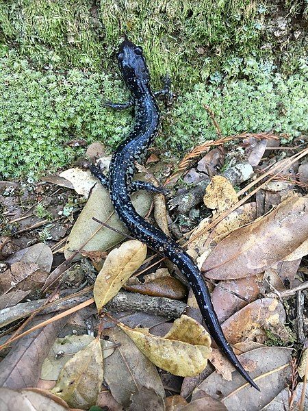 File:Plethodon variolatus.jpg