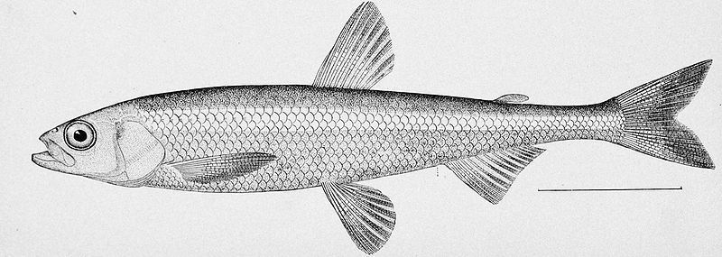 File:Pond smelt illustration.jpg