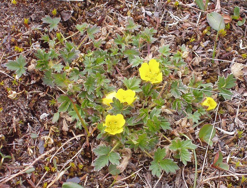 File:Potentilla hyparctica 09.JPG