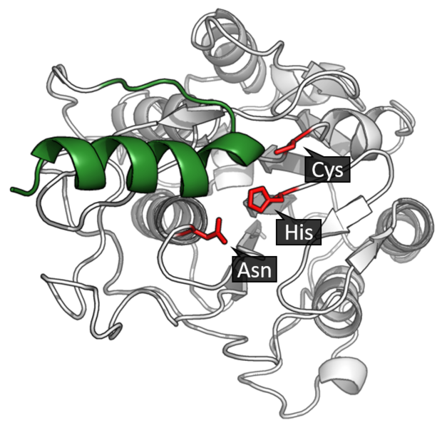 File:Pro-legumain active site.png