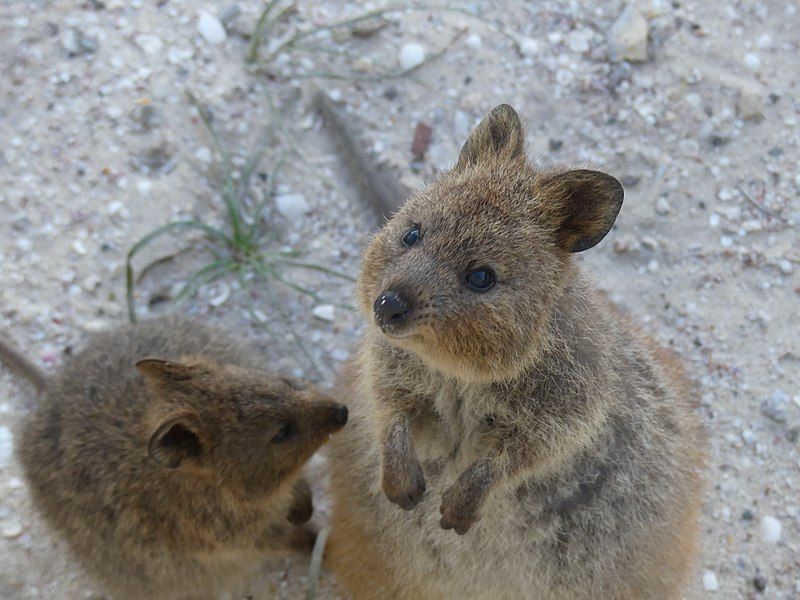 File:Quokkas Closeup.jpg