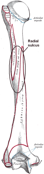 File:Radial sulcus.png