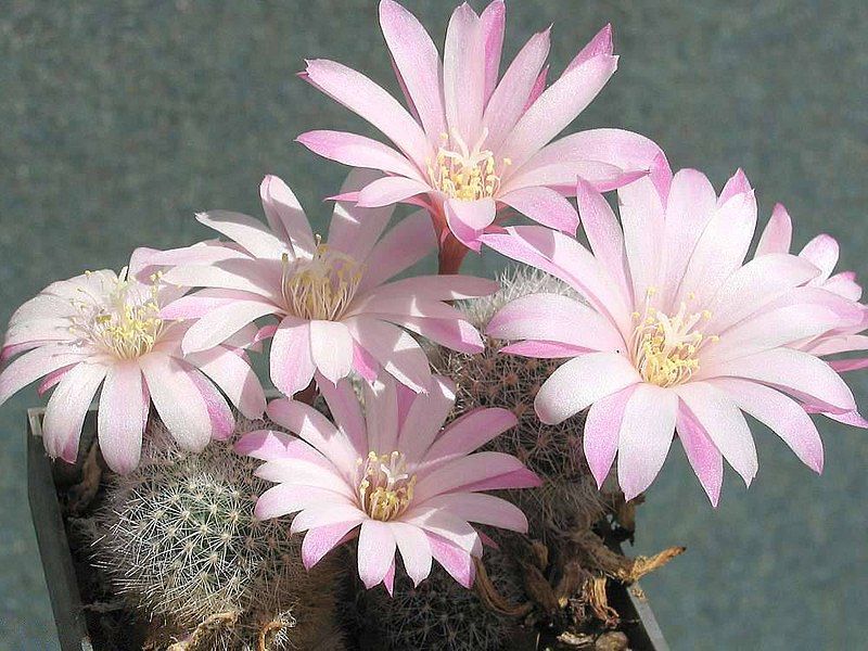 File:Rebutia narvaecensis 1.jpg