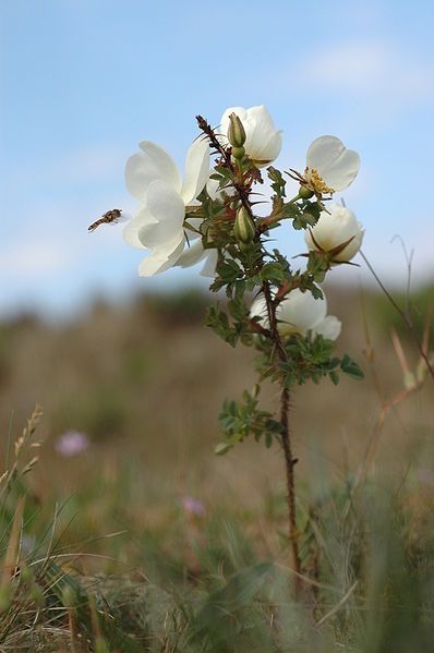 File:Rosa spinosissima.JPG