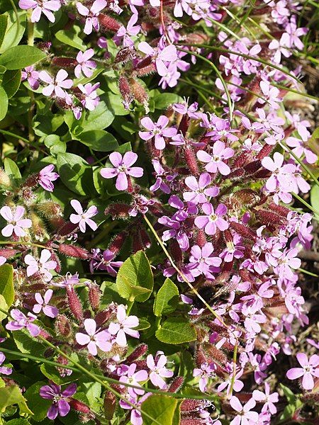 File:Saponaria ocymoides (flowers).jpg