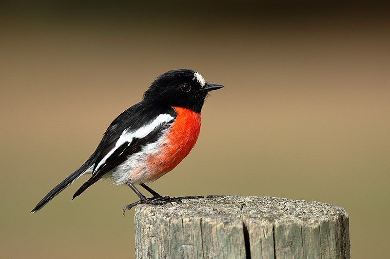 File:Scarlet Robin 0401.jpg