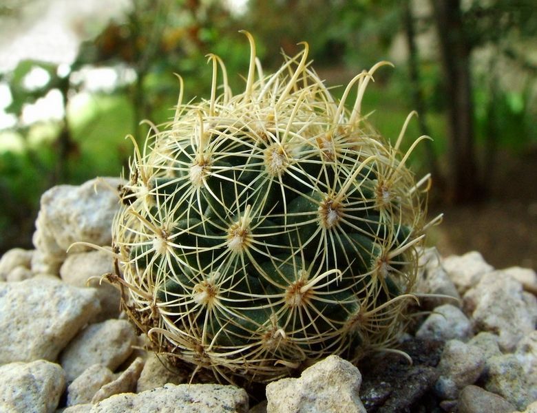 File:Sclerocactus brevihamatus tobuschii.jpg