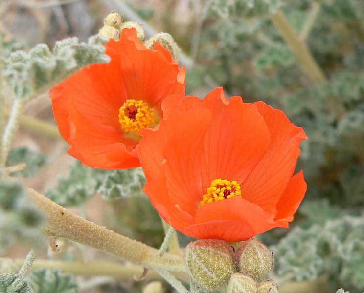 File:Sphaeralcea ambigua 3.jpg