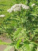 Tanacetum macrophyllum