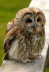 A Tawny Owl