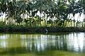 Temple-pond (Ambalakkulam) of Kerala