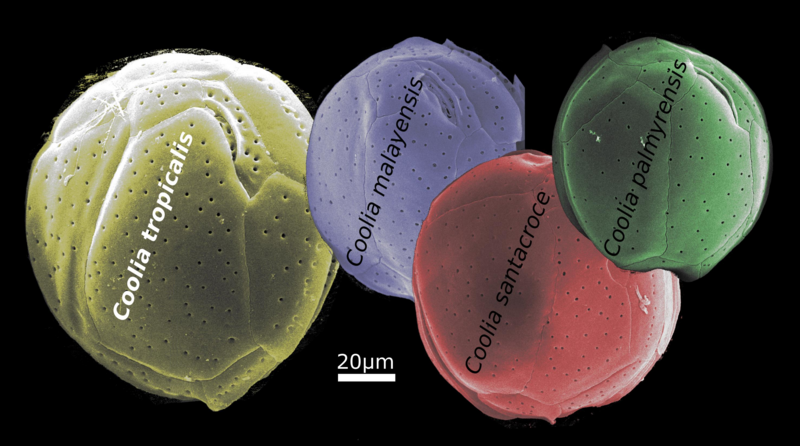 File:Toxins-12-00327-ag-cells.png