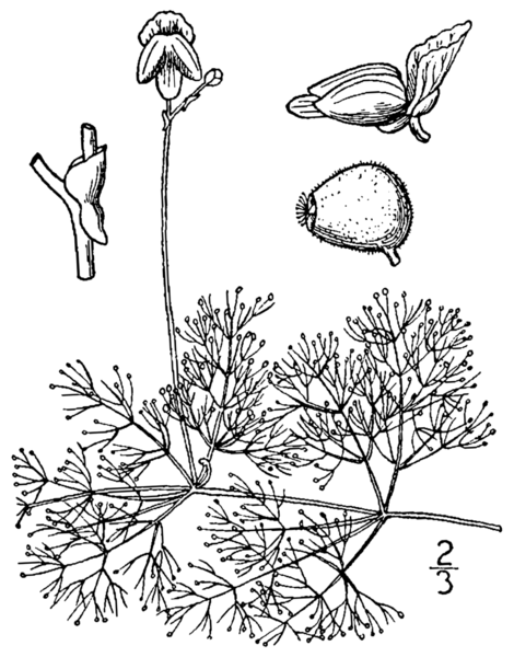 File:Utricularia purpurea BB-1913.png