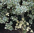 Variegated Holly bush