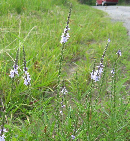 File:Verbena simplex.jpg