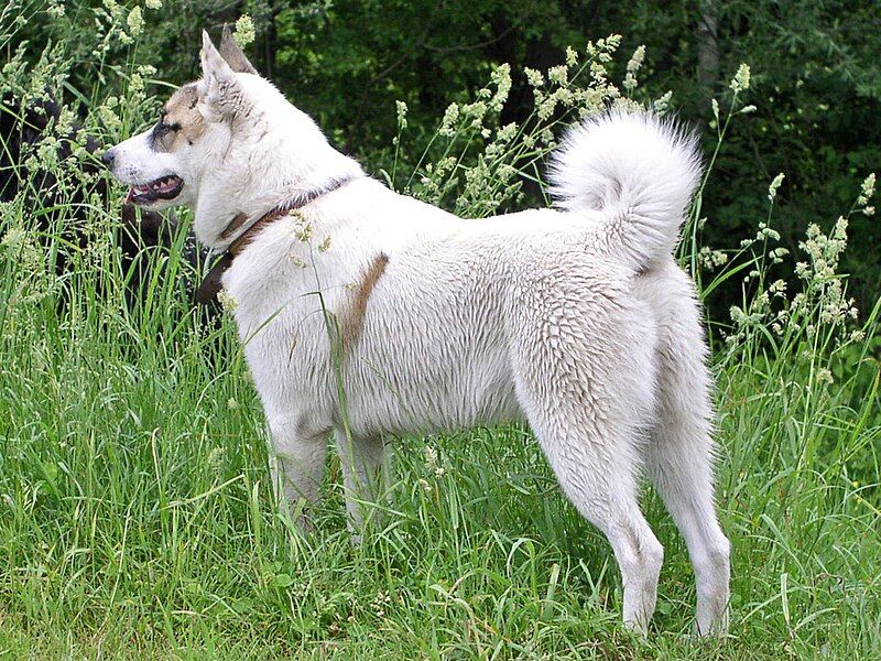 File:West Siberian Laika.jpg