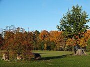 Remnants of Pažaislis Oak