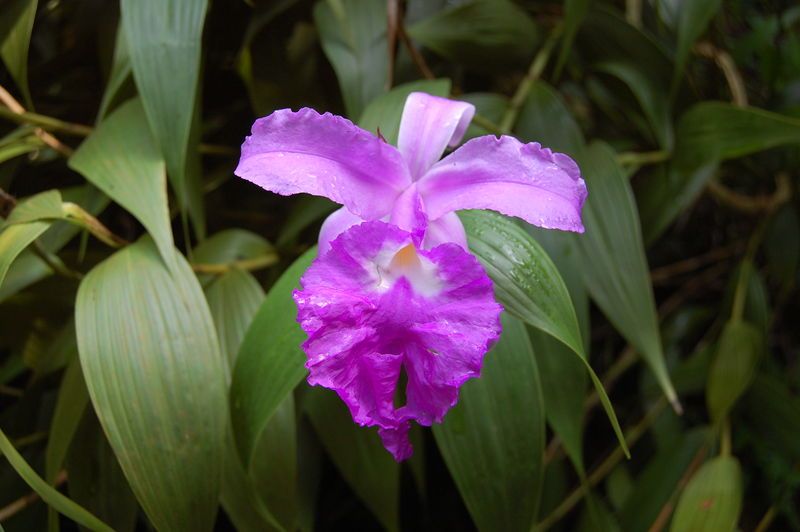 File:2007 sobralia macrantha.jpg