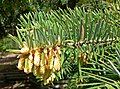 Abies bracteata