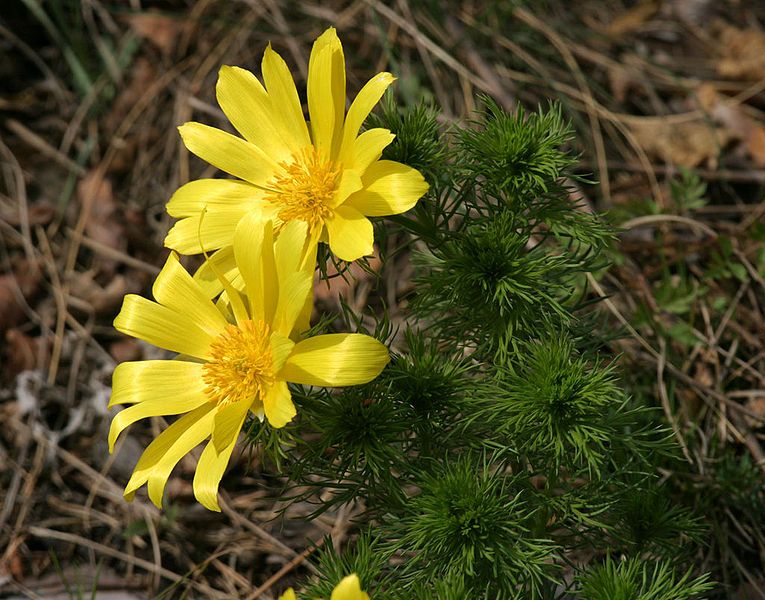 File:Adonis vernalis gonsenheim.jpg