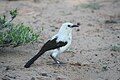 Pied babbler adults have a white head and body with dark brown rectrices and remiges.