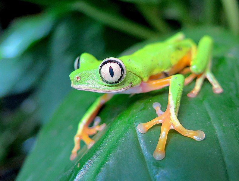 File:Agalychnis lemur.jpg