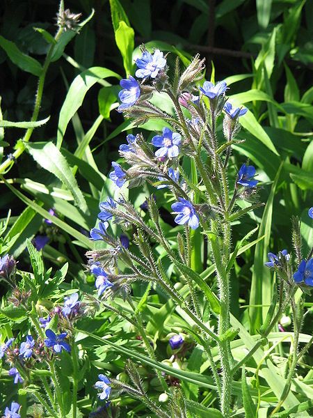 File:Anchusa azurea01.jpg