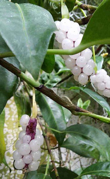 File:Anthurium scandens berries.jpg