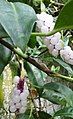 Anthurium scandens fruits and leaves