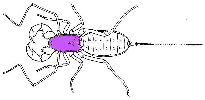 File:Arachnid carapace.jpg