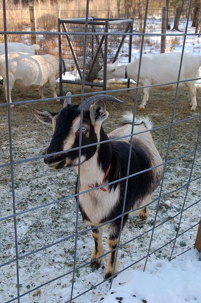 File:Arapawa dairy goat.jpg