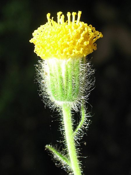 File:Arnica discoidea.jpeg