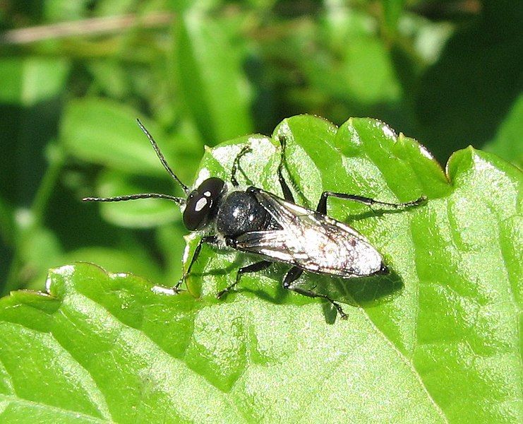 File:Astata male.jpg