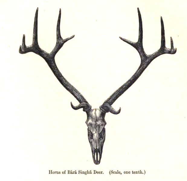 File:BarasinghaAntler.jpg