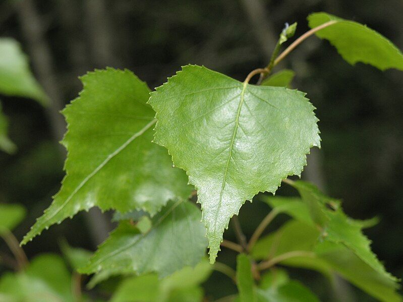 File:Betula populifolia leaves.jpg