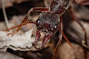 Bull ant mandibles