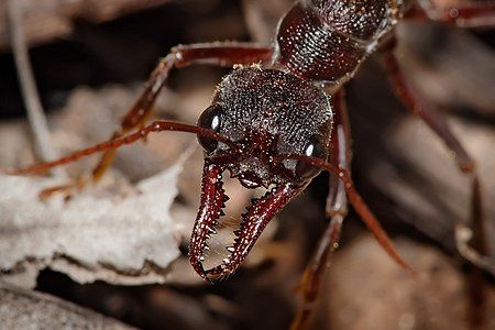 Head of a Myrmecia, by Fir0002