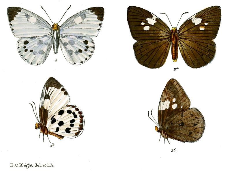 File:CallianaPieridoides 754 3.jpg