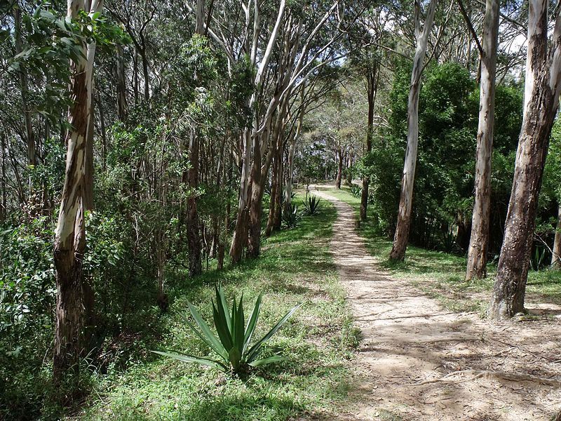 File:Camino a Zamurera.jpg