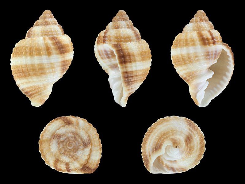 File:Cancellaria reticulata 01.JPG