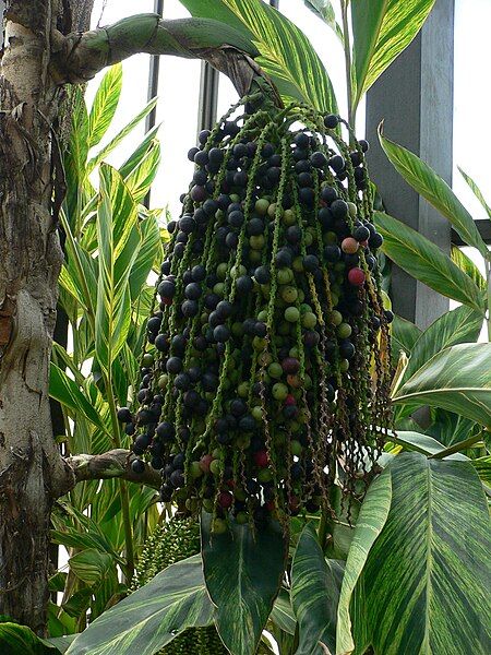 File:Caryota mitis 1.jpg