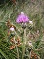 Cirsium helenioides